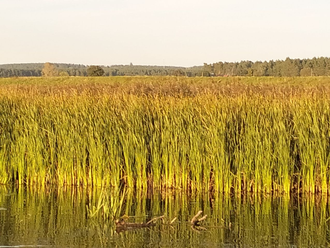 Działka rolno-budowlana Sołtyski. Zdjęcie 4