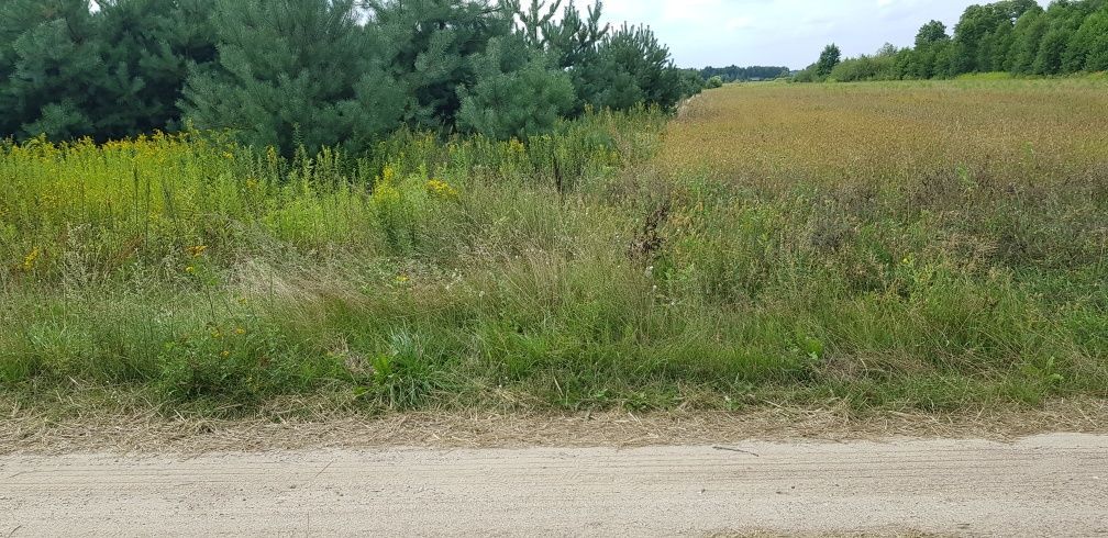 Działka rolna Kałuszyn. Zdjęcie 6