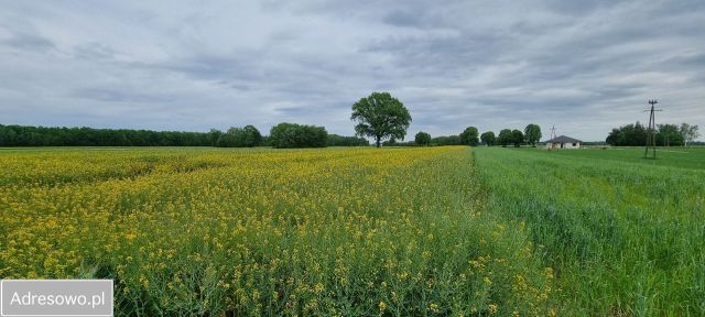 Działka rolno-budowlana Jadwinów. Zdjęcie 1