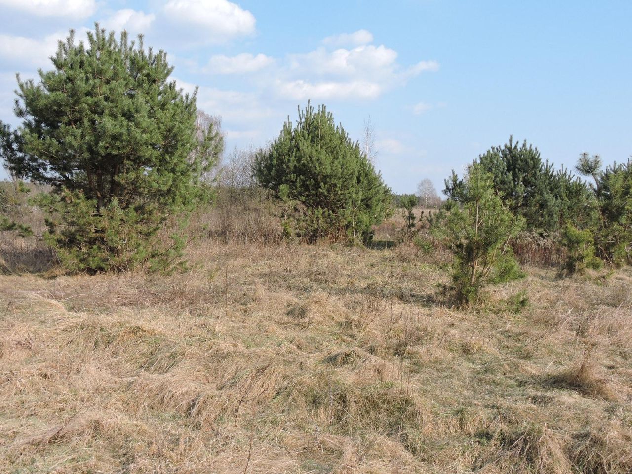 Działka rolno-budowlana Wiejca. Zdjęcie 3