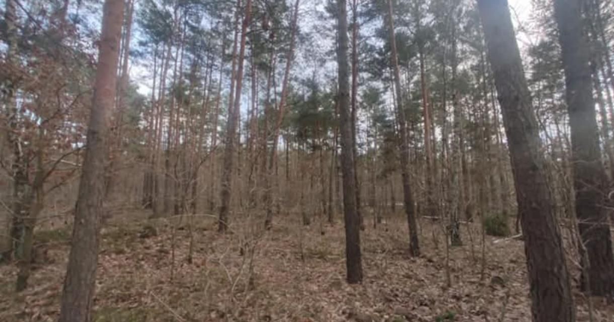 Działka leśna Warszawa Białołęka, ul. Wałuszewska. Zdjęcie 5