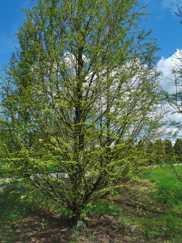 dom wolnostojący, 7 pokoi Buków, Radziszowska. Zdjęcie 9