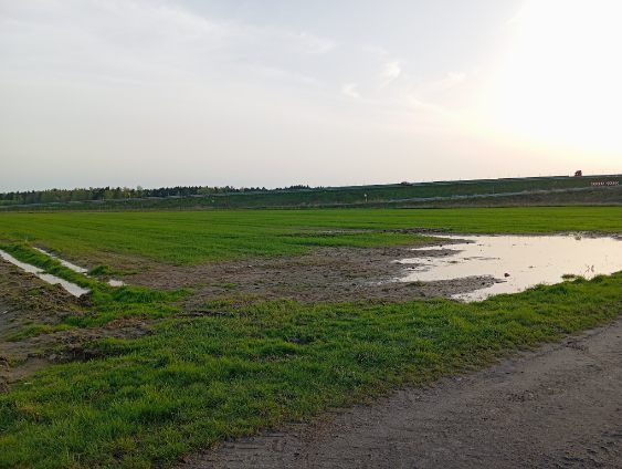 Działka rolna Lubice. Zdjęcie 3