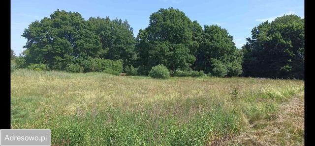 Działka rolno-budowlana Siekierowice. Zdjęcie 1