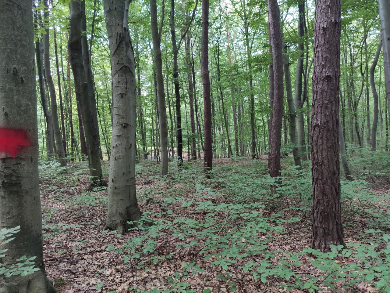 Działka leśna Łężyny. Zdjęcie 8