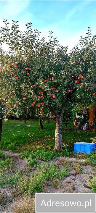 Działka rod Ostrowiec Świętokrzyski, ul. Grabowiecka. Zdjęcie 4