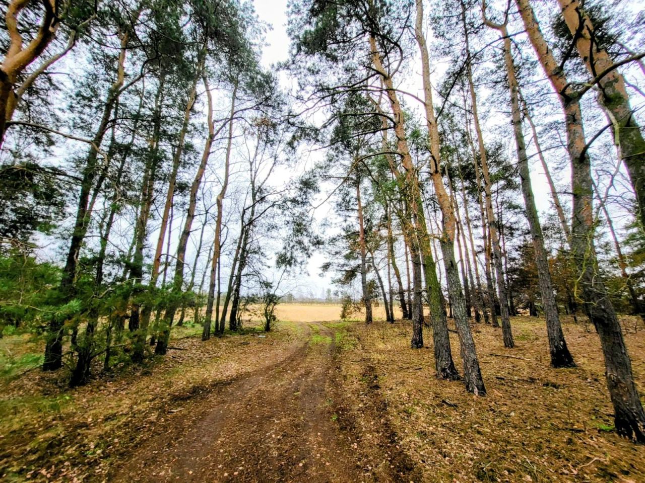 Działka rolna Sobienie Biskupie. Zdjęcie 5
