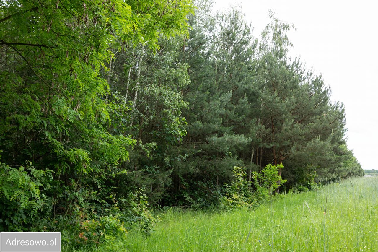 Działka Zofijówka. Zdjęcie 6