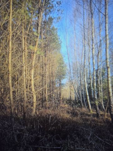 Działka leśna Ząbrowo. Zdjęcie 1