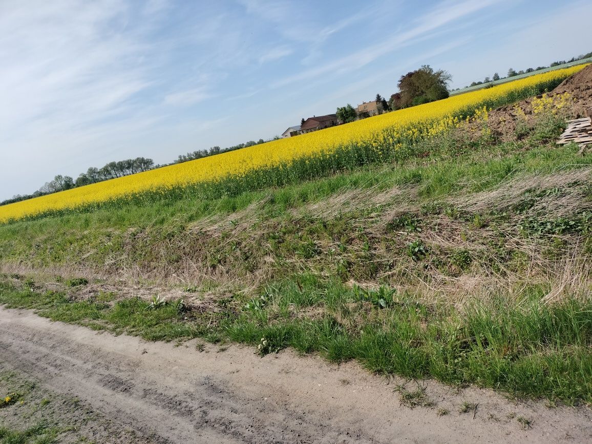 Działka siedliskowa Cedry Małe. Zdjęcie 6