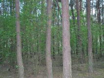 Działka budowlana Józefów Michalin, ul. Księdza Malinowskiego. Zdjęcie 1