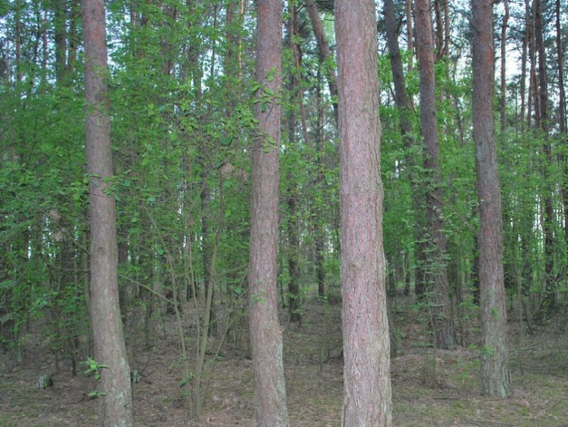 Działka budowlana Józefów Michalin, ul. Księdza Malinowskiego. Zdjęcie 2