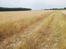 Działka rolna Kociołki. Zdjęcie 3