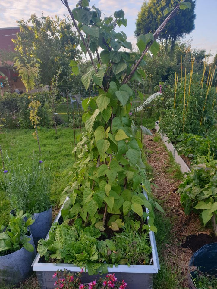 Działka rod Szczecin Śródmieście, ul. Marynarska. Zdjęcie 3