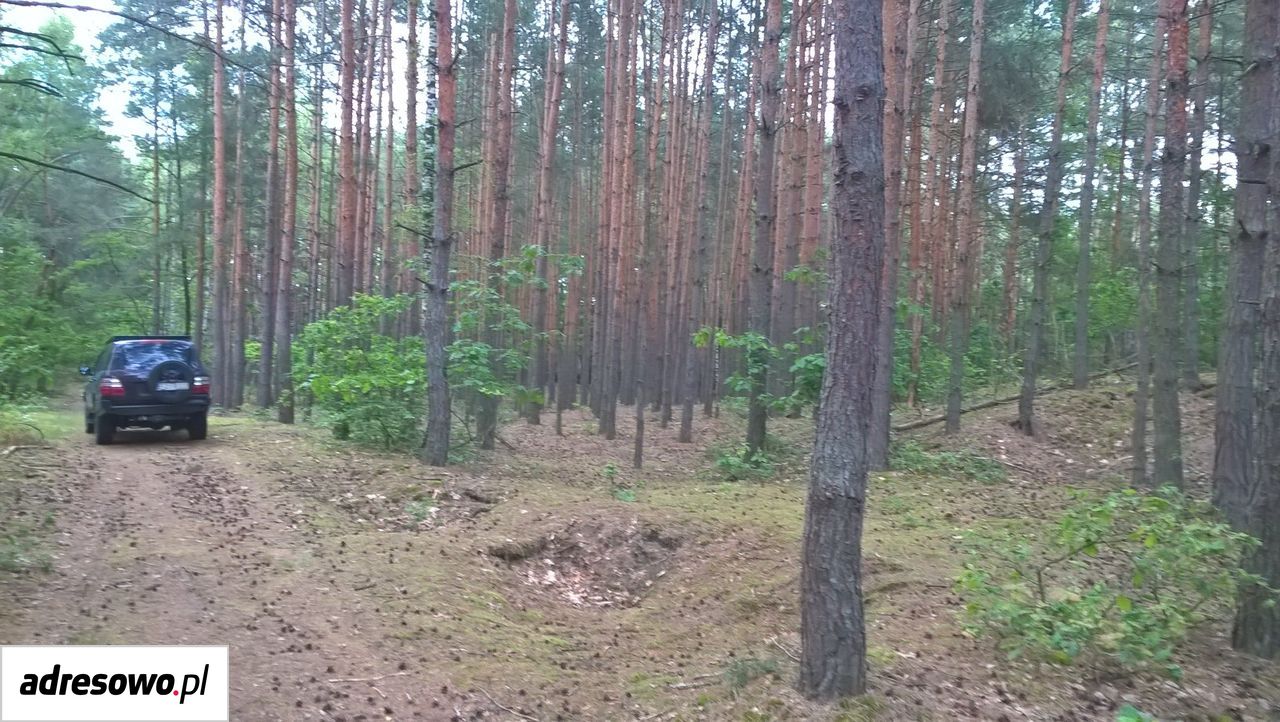 Działka leśna Pojawie. Zdjęcie 6