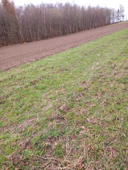 Działka siedliskowa Tępcz. Zdjęcie 2