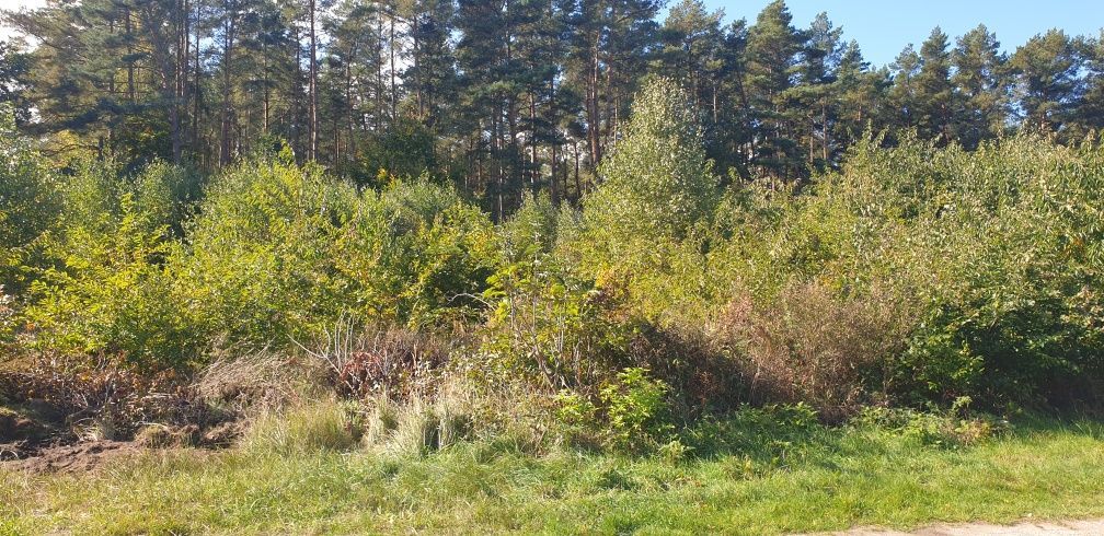 Działka budowlana Obroty. Zdjęcie 5