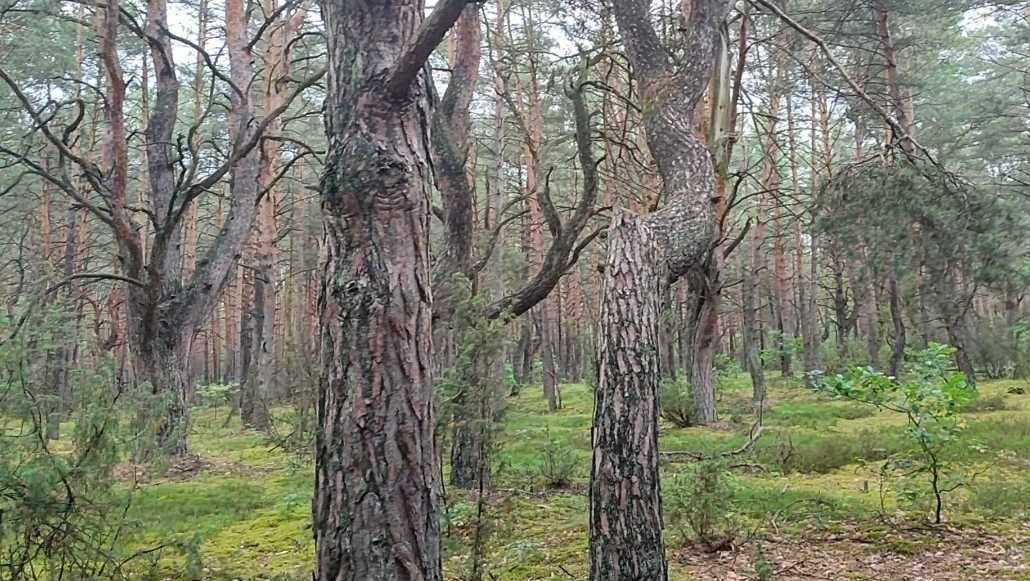 Działka rekreacyjna Osiedle Wilga, ul. Dzięciołów. Zdjęcie 5