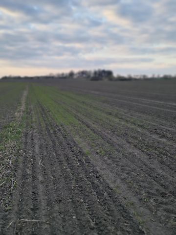 Działka rolno-budowlana Nowy Sławoszew. Zdjęcie 4