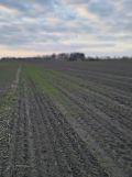 Działka rolno-budowlana Nowy Sławoszew. Zdjęcie 3