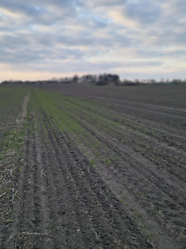 Działka na sprzedaż bez pośredników          
          
            Nowy Sławoszew          
          
            Nowy Sławoszew 29 - Widok 5