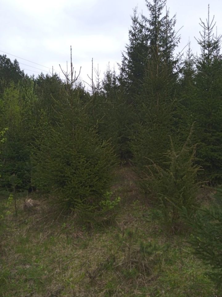 Działka leśna Siemiatycze. Zdjęcie 4