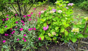 Działka rod Gdańsk Jasień, ul. Gronostajowa