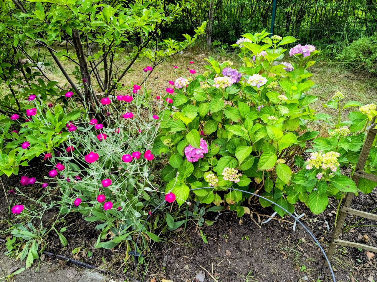 Działka rod Gdańsk Jasień, ul. Gronostajowa. Zdjęcie 2