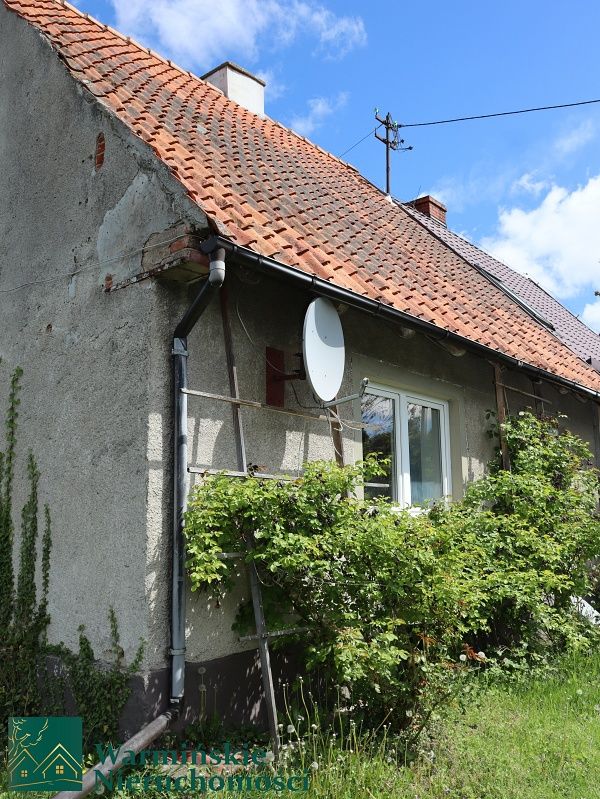 bliźniak Wirwilty. Zdjęcie 4