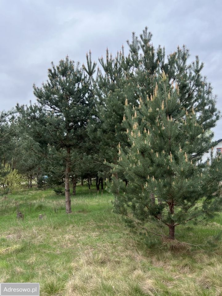 Działka inwestycyjna Koczargi Stare, ul. Jagodowa. Zdjęcie 2