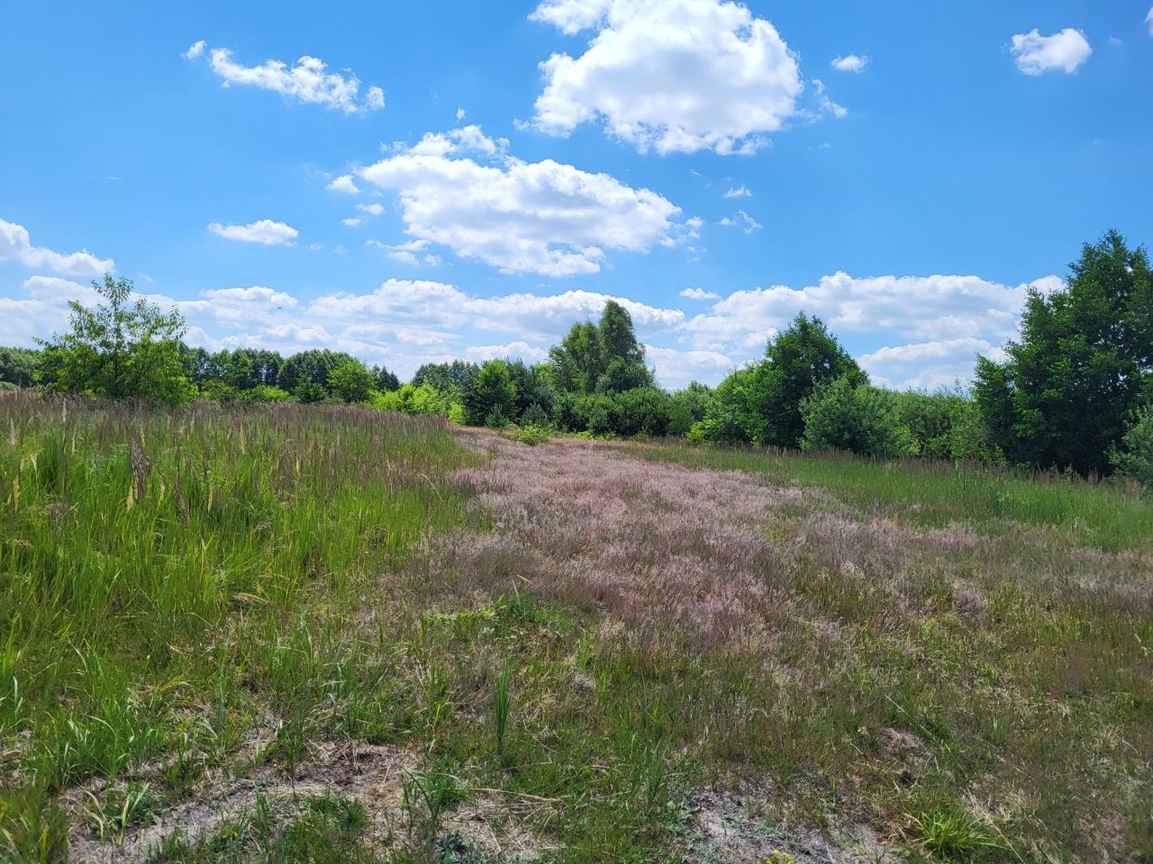 Działka rolno-budowlana Kępa. Zdjęcie 3