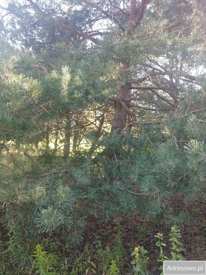 Działka budowlana Kożuszki-Parcel. Zdjęcie 2