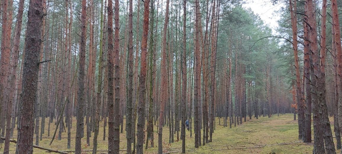Działka leśna Kruszyna. Zdjęcie 7