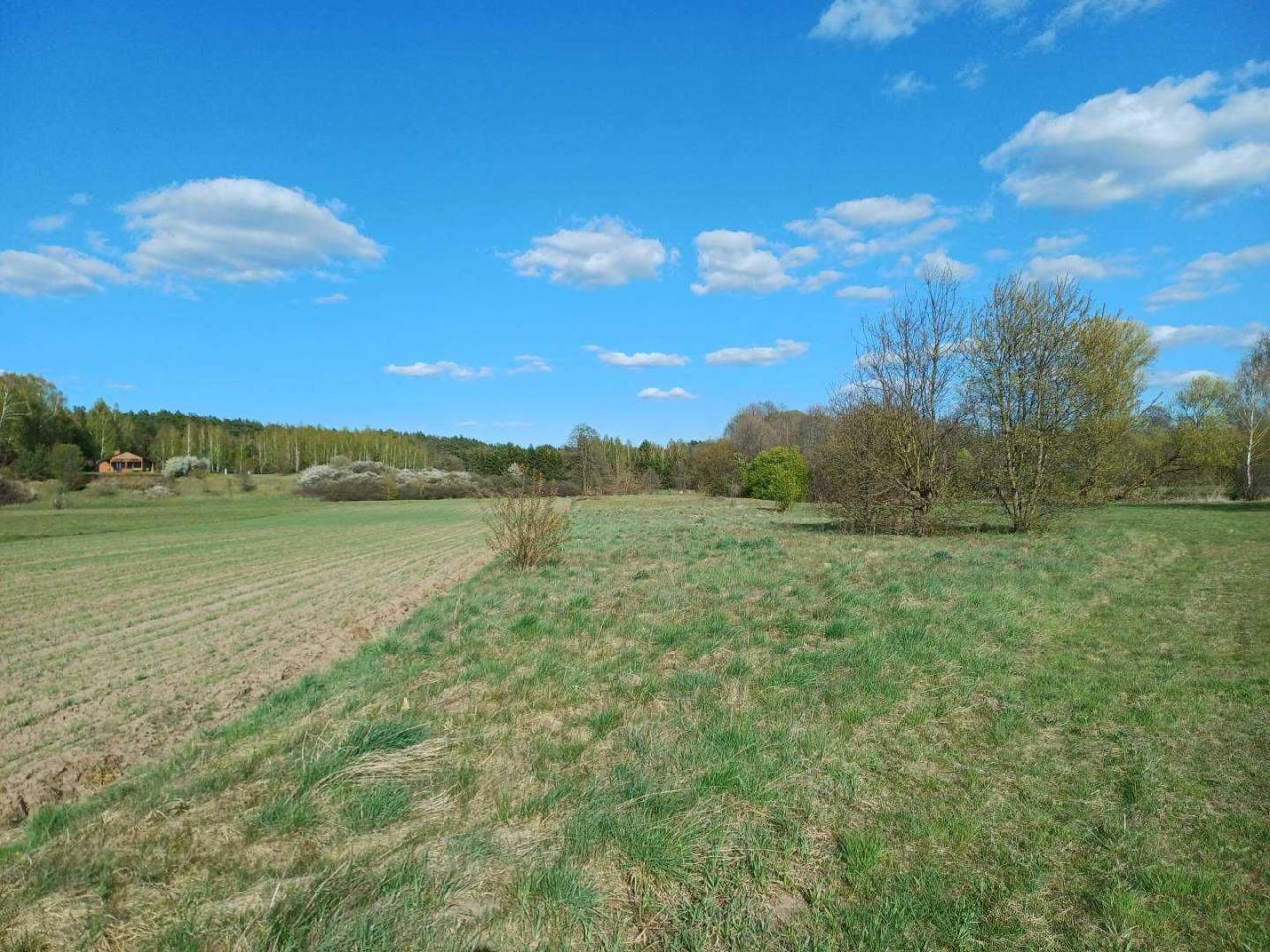 Działka rekreacyjna Królewo. Zdjęcie 3