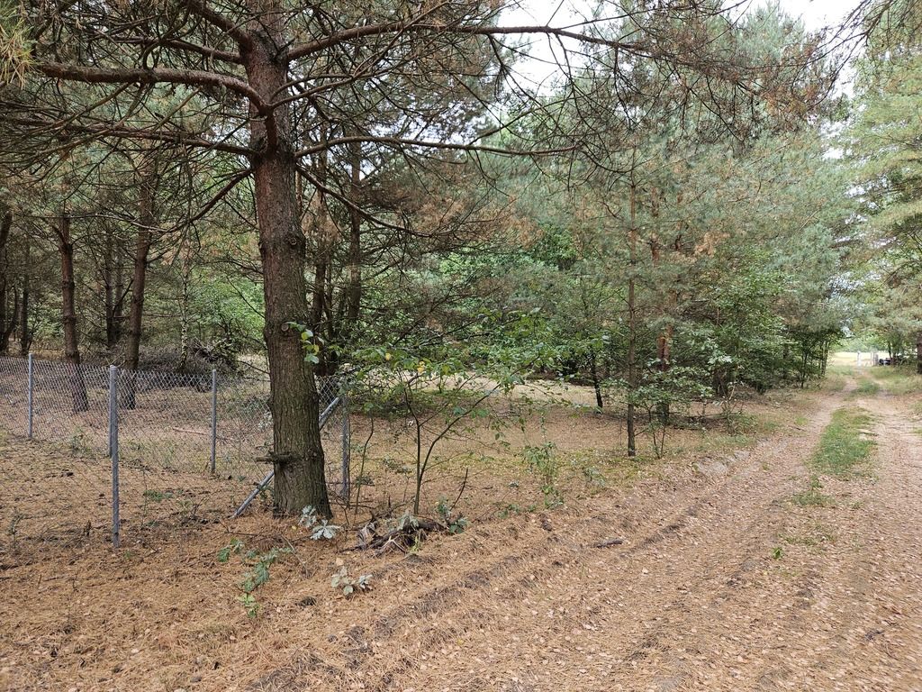 Działka rekreacyjna Sianno. Zdjęcie 15