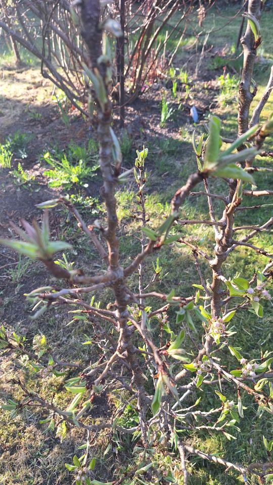 Działka rod Koszalin Północ, ul. Aleja Europejska. Zdjęcie 14