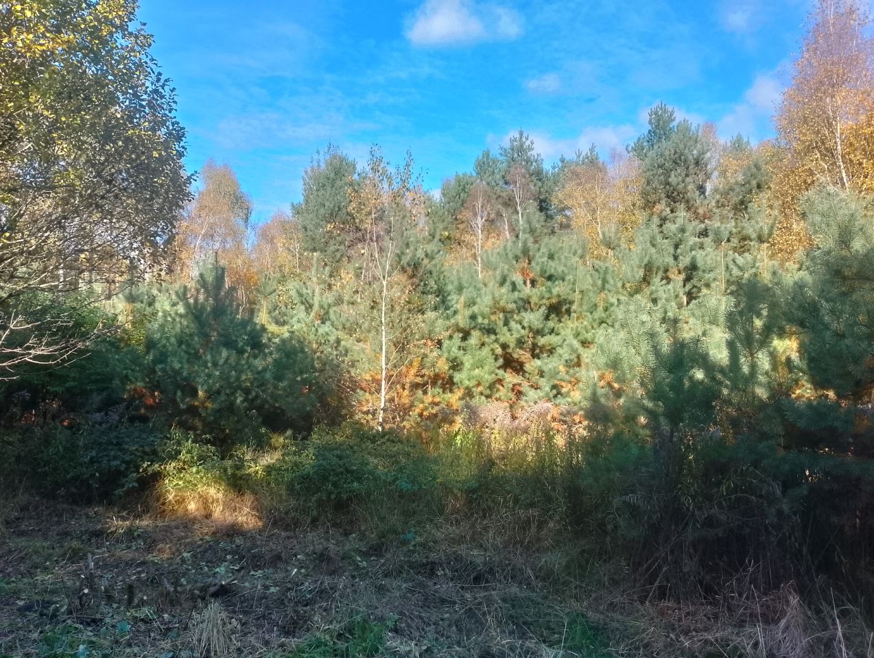 Działka budowlana Ewina. Zdjęcie 4