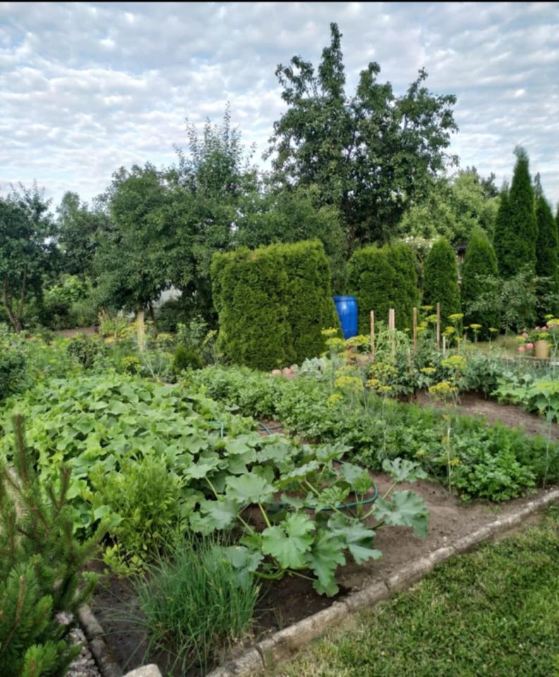 Działka rod Rawicz. Zdjęcie 5