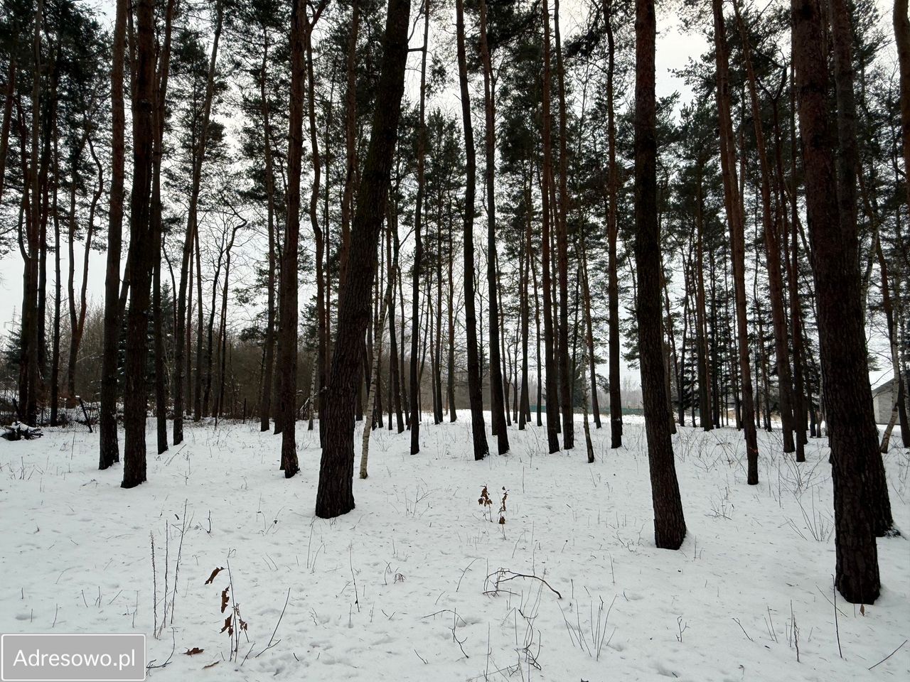 Działka budowlana Chylice, ul. Sąsiedzka. Zdjęcie 3