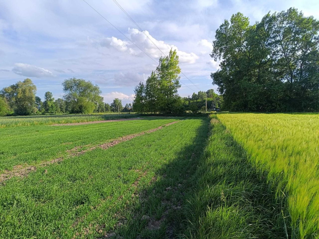Działka rolna Budziejowice