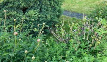 Działka rod Gdynia Mały Kack, ul. Przemyska