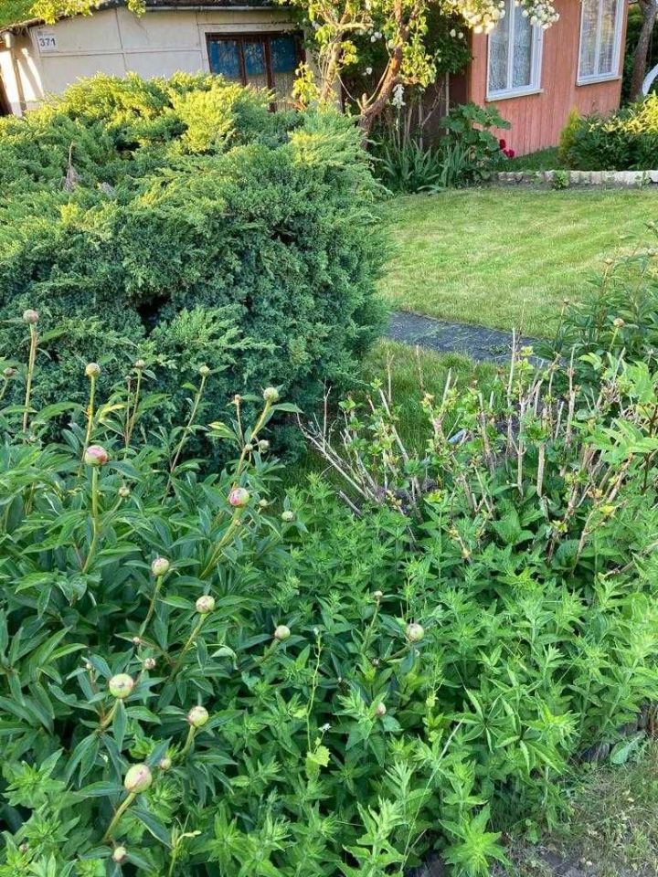 Działka rod Gdynia Mały Kack, ul. Przemyska. Zdjęcie 2