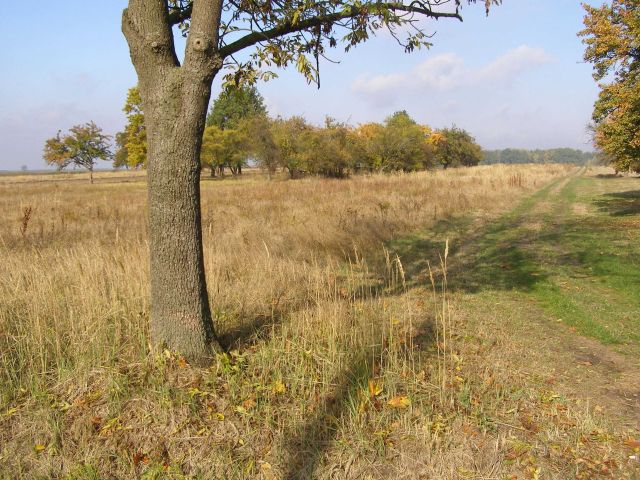 Działka budowlana Magdalenów. Zdjęcie 1