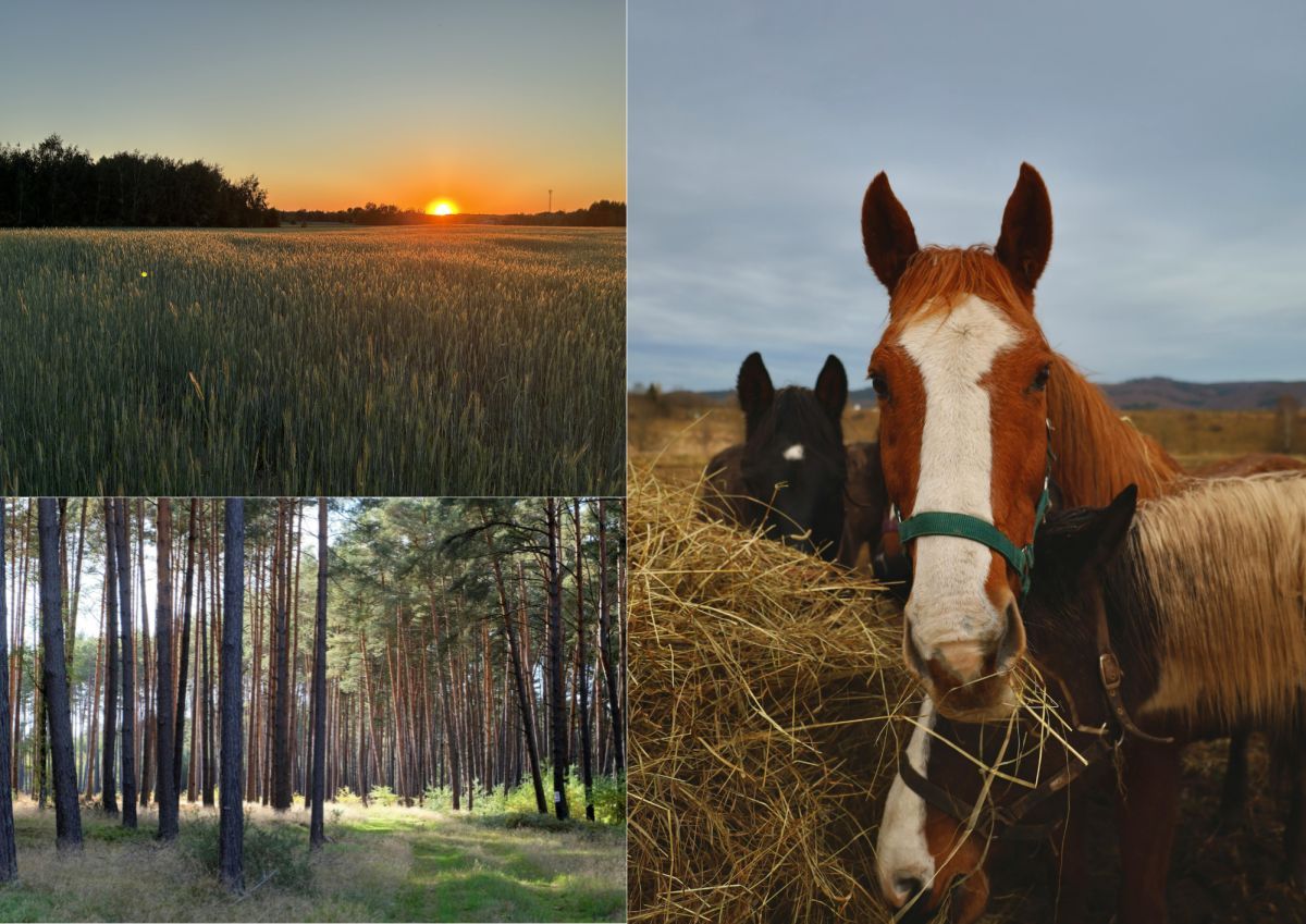 bliźniak, 4 pokoje Żelechów. Zdjęcie 19