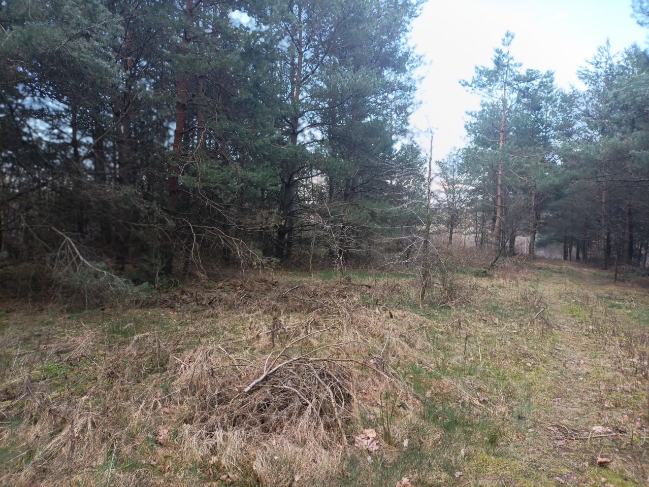 Działka budowlana Wylazłowo. Zdjęcie 10