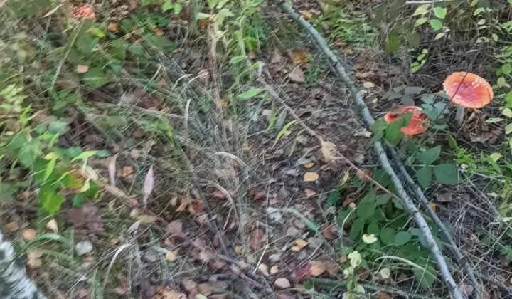 Działka budowlana Kochanów, ul. Lubomirskich