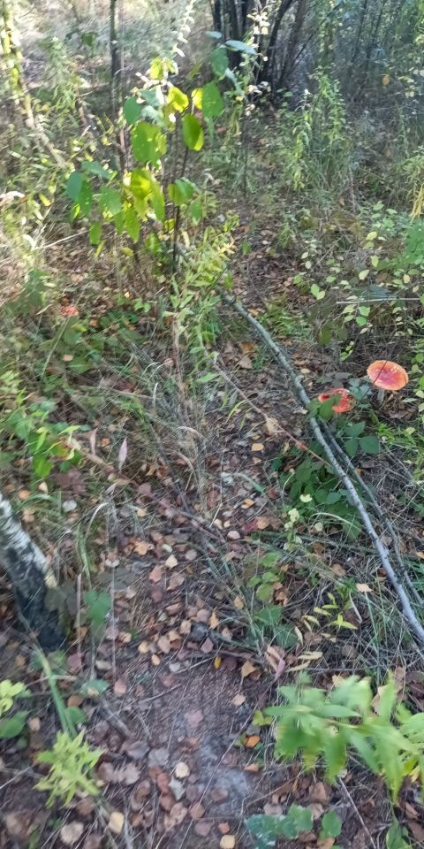 Działka budowlana Kochanów, ul. Lubomirskich. Zdjęcie 1