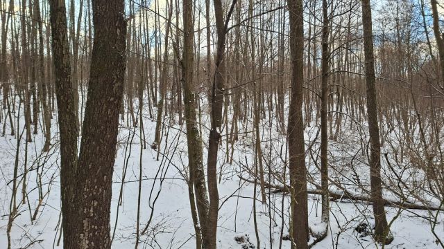 Działka leśna Jaszczurowa Ponikwa. Zdjęcie 6