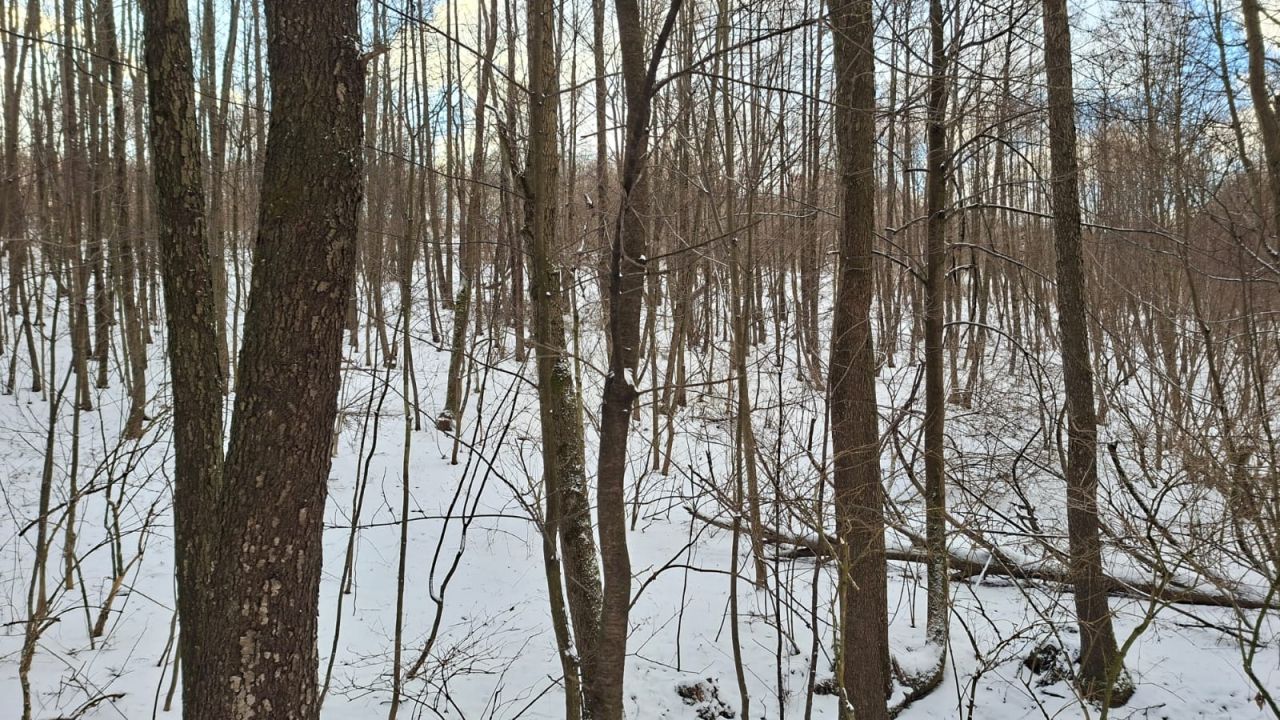 Działka leśna Jaszczurowa Ponikwa. Zdjęcie 6