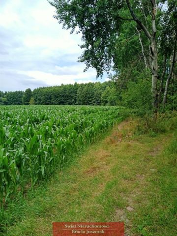 Działka rolna Dębina. Zdjęcie 4